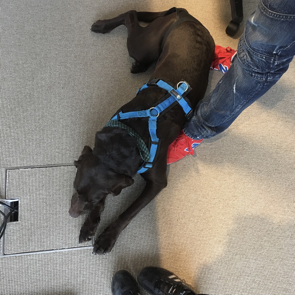 Hund im Büro Neues aus unserem Blog